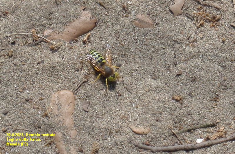 Crabronidae: maschio di Bembix rostrata